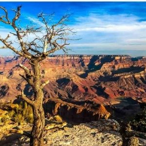 Landscape View of Grand Canyon with Dry Tree in Foreground Removable Wall Mural